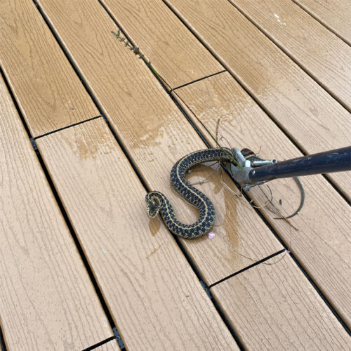 A Snake Found on the Patio